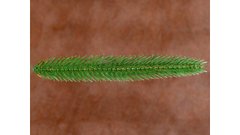 Веточки Альпийской литой ели (Верхушка) (ящик 700 шт), Цвет: Зеленый|2DB015|0|